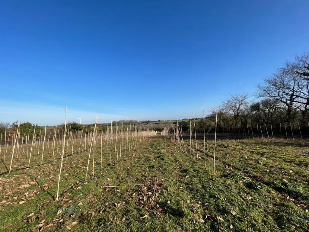 Tree Nursery 8 Feb 2023 1024x768