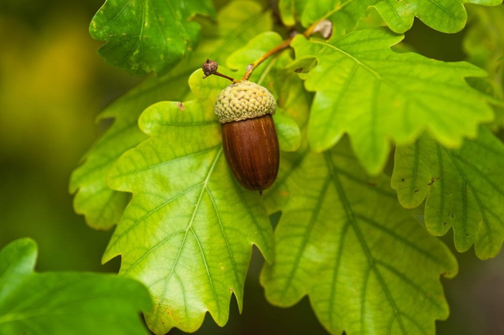 acorn