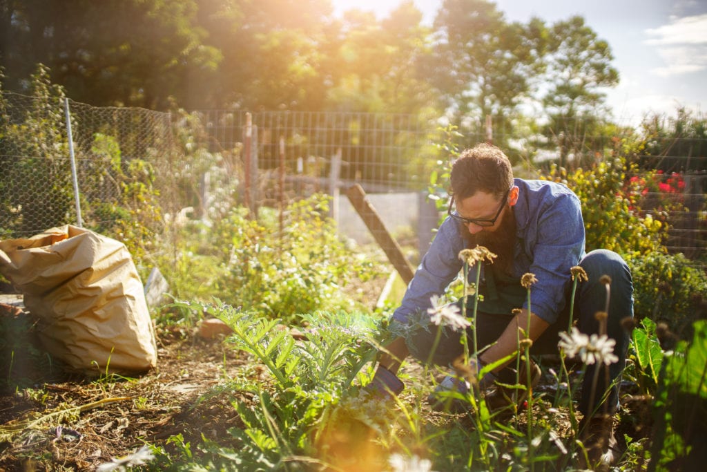 growing food 1