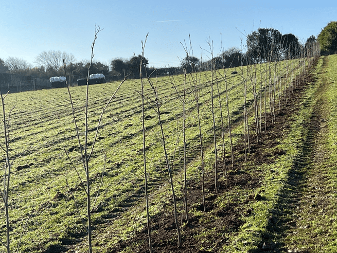 Planting 10,000 more trees at Langarth Garden Village