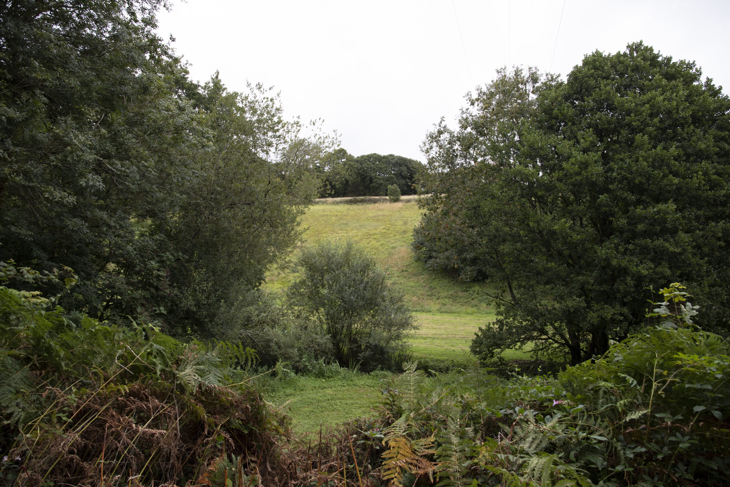 Protecting, enhancing and increasing biodiversity at Langarth Garden Village