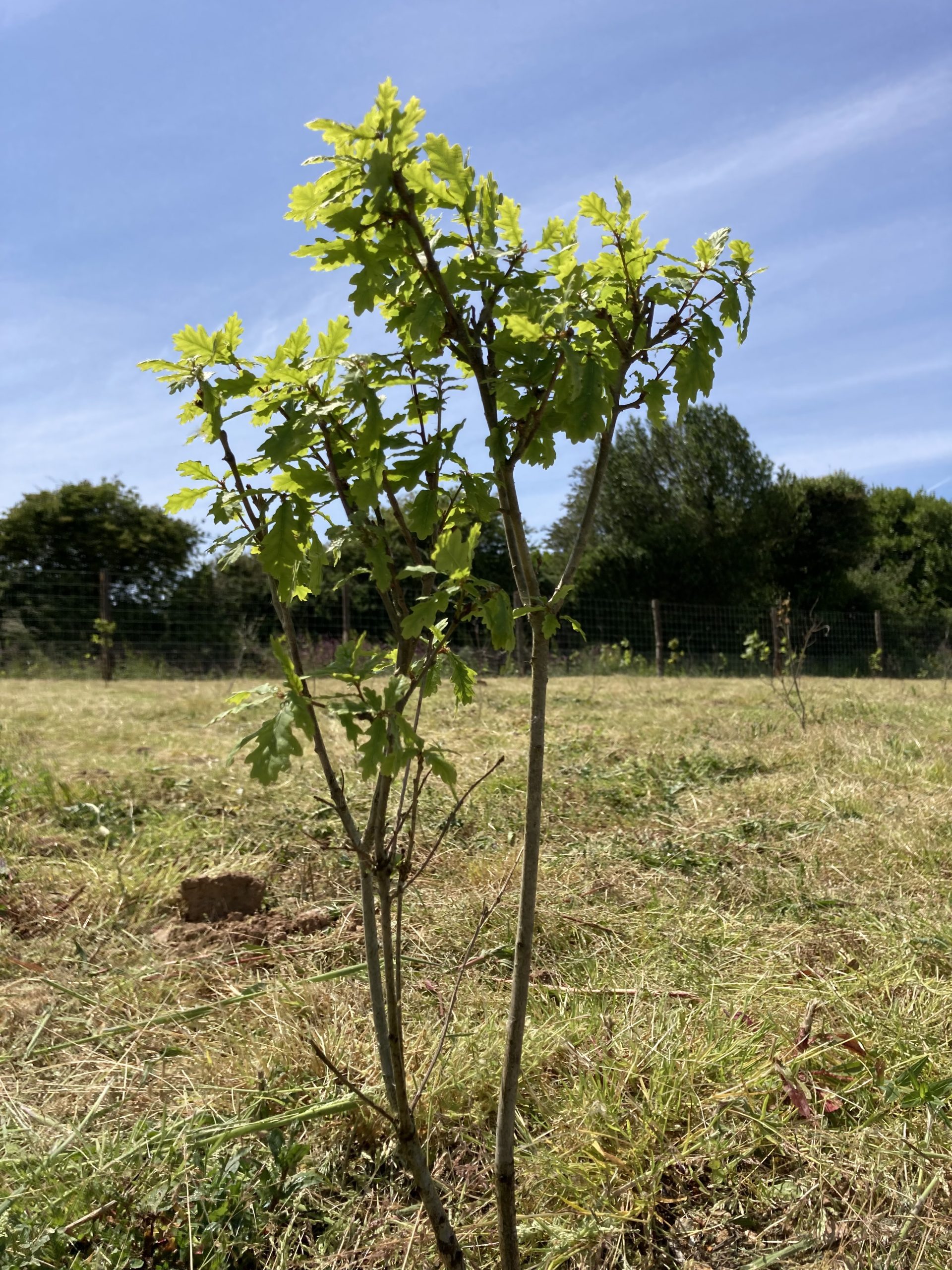 Growing our own trees at Langarth