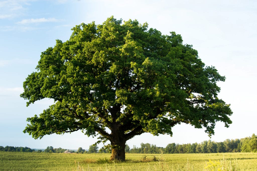 oak trees