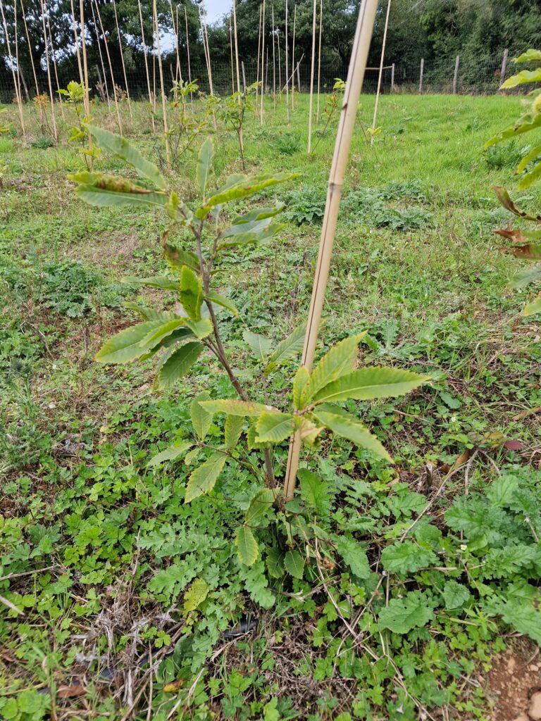 tree nursery oct 2022 1