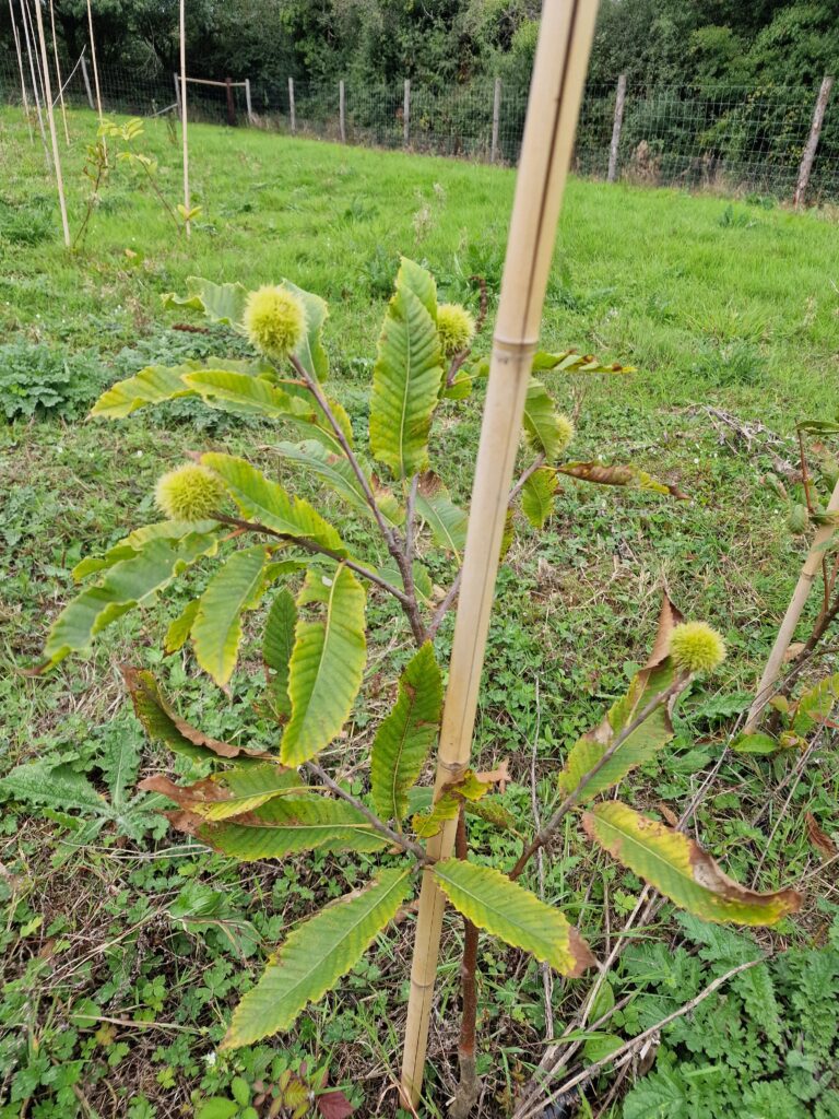 tree nursery oct 2022 3