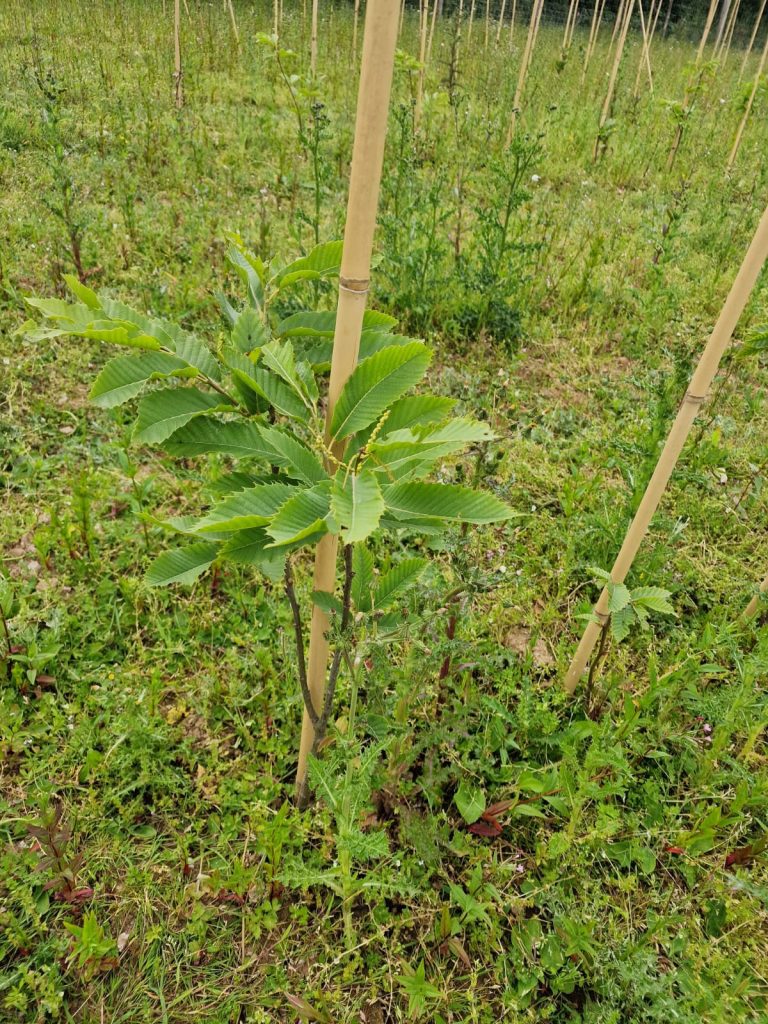 tree nursery pic july 2022 2