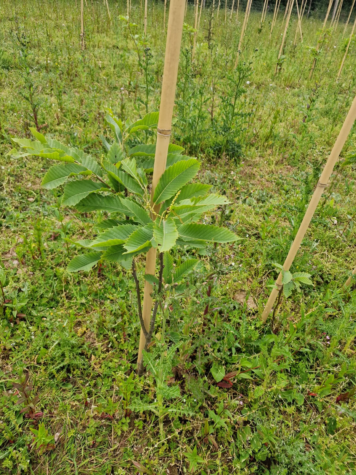 Help us to grow more trees at Langarth