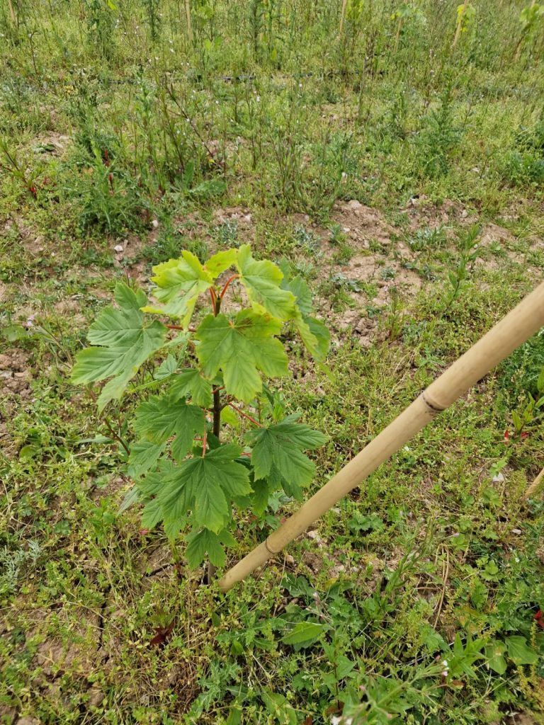 tree nursery pic july 2022 4