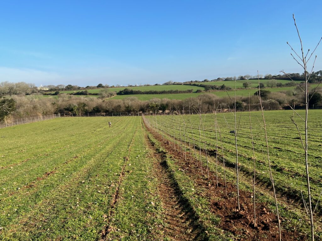 tree nursery pics 10 feb 2023