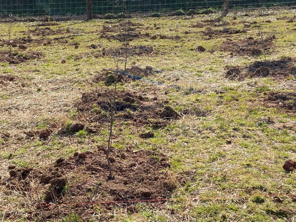 tree nursery pics 5