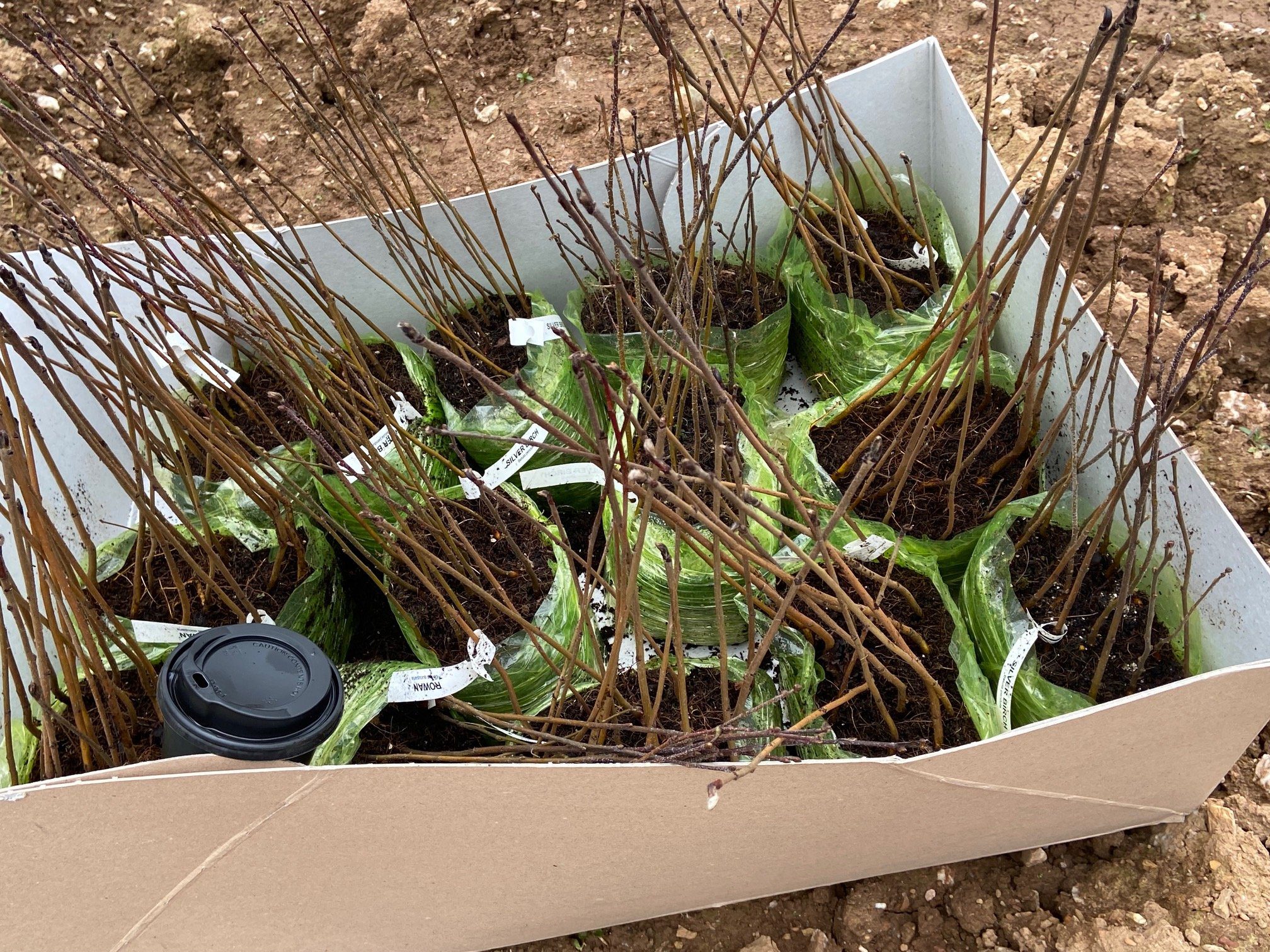 Growing our own trees to plant at the Garden Village