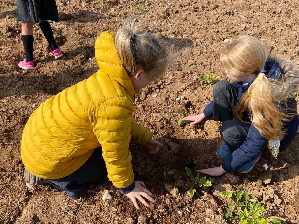 tree planting march 8 1