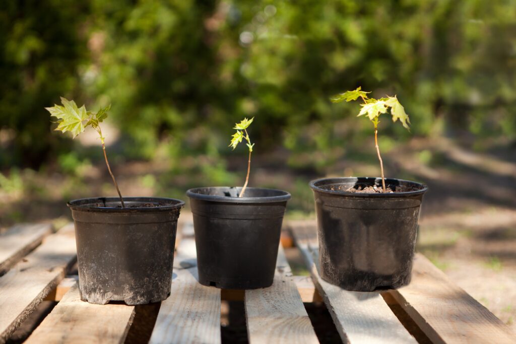 trees in pots 1